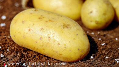 متى نستطيع إدخال البطاطا لغذاء الطفل ؟