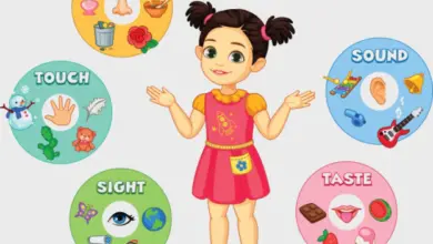 علمهم عن البصر والسمع واللمس والشم والذوق.